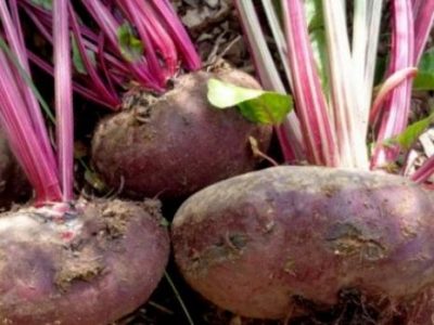 Recette Soupe à la bière blonde et betteraves