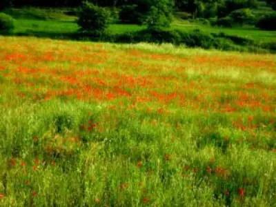 Recette Soupe au pistou