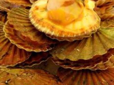 Recette St Jacques au Meursault et à l'oseille