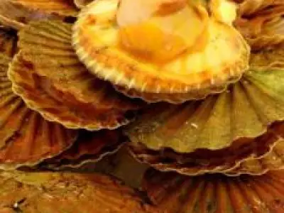 Recette St Jacques au Meursault et à l'oseille