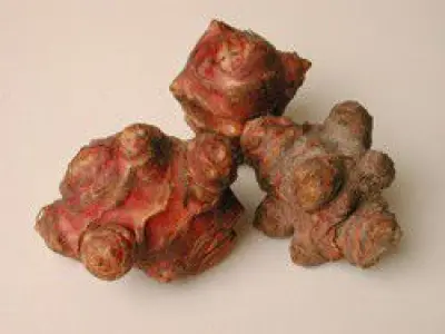 Recette Topinambours