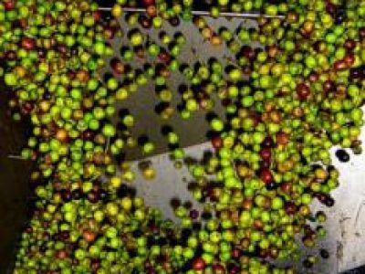 Recette Tuiles à la tapenade