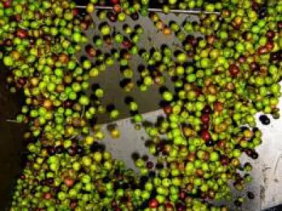 Recette Tuiles à la tapenade