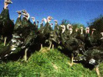 Recette Volaille de Licques