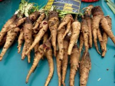 Recette Cuisson des salsifis