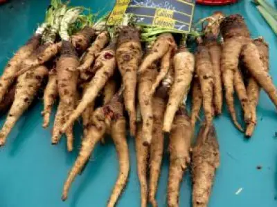 Recette Cuisson des salsifis