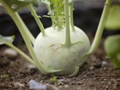 Recette noix de saint jaques aux choux raves