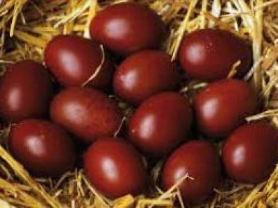 Recette Omelette d'oeufs de marans chair d'araignée et aillets