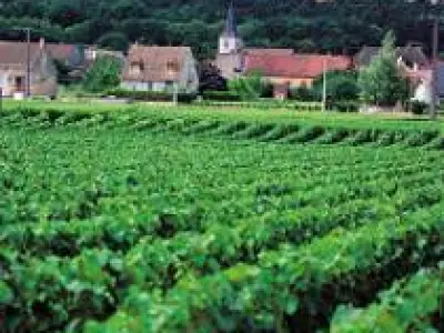 Terroir Bourgogne