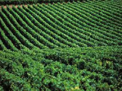 Terroir Champagne-Ardenne