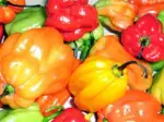 Photo recette Chipirons à la basquaise