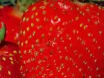Coques de fraises de Plougastel, rapides à réaliser