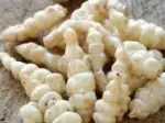Photo recette Crosnes à la grecque