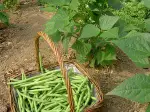 Cuisson des haricots verts, léger et coloré