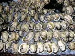 Photo recipe Warm Oysters with Barsac Sabayon
