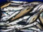 Photo recipe Marinated Mackerel in White Wine
