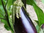Photo recette Pain d'aubergines