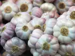 Photo recipe Garlic Soup