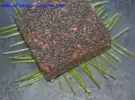 Photo recipe Horse Tartare with Japanese Flavors