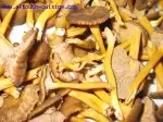 Chanterelles grises sautées, rapides et faciles