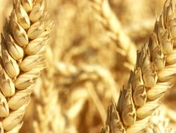 Recettes sans gluten