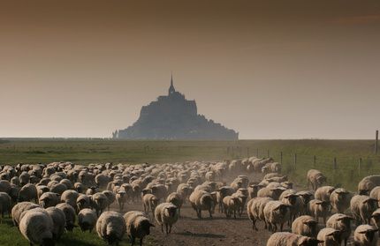 L'agneau de pré-salé du Mont-Saint-Michel enfin AOC
