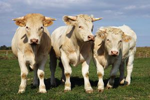 Le boeuf de Charolles obtient le classement AOC !