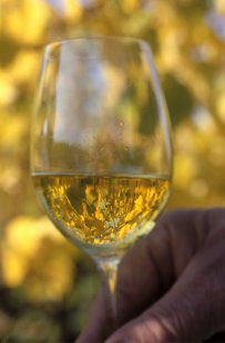 Sur la Route des Vins d'Alsace