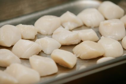 La coquille saint jacques débarque en Haute Normandie