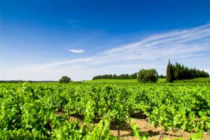 Costières de Nîmes